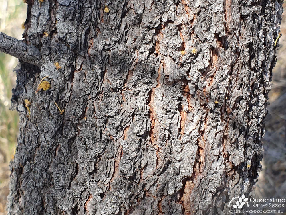 Acacia decora | bark | Queensland Native Seeds