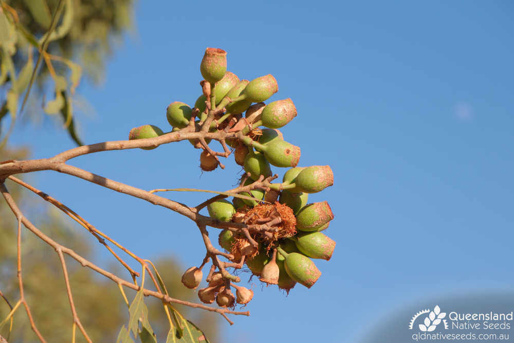 Corymbia terminalis | fruit | Queensland Native Seeds