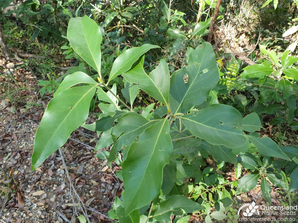 Lophostemon confertus | terminal growth | Queensland Native Seeds