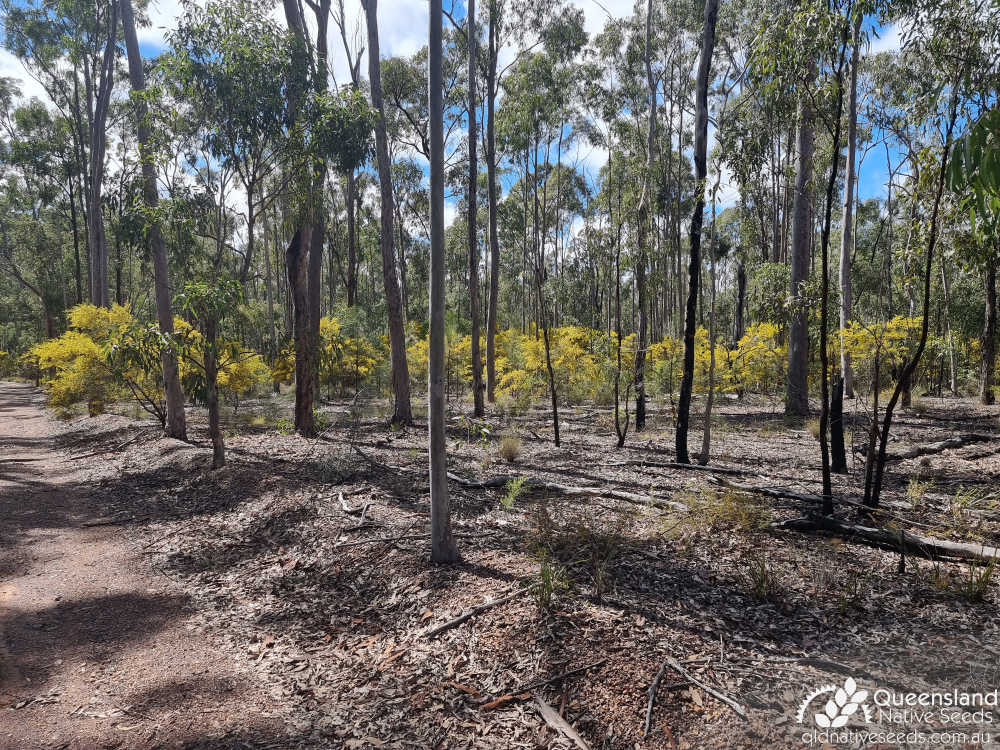 Acacia ixiophylla | habit, habitat | Queensland Native Seeds