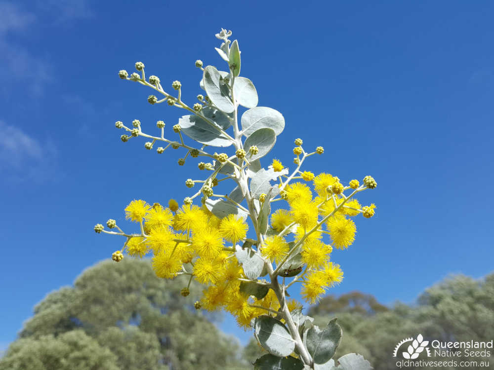 Acacia podalyriifolia | inflorescence, phyllode | Queensland Native Seeds