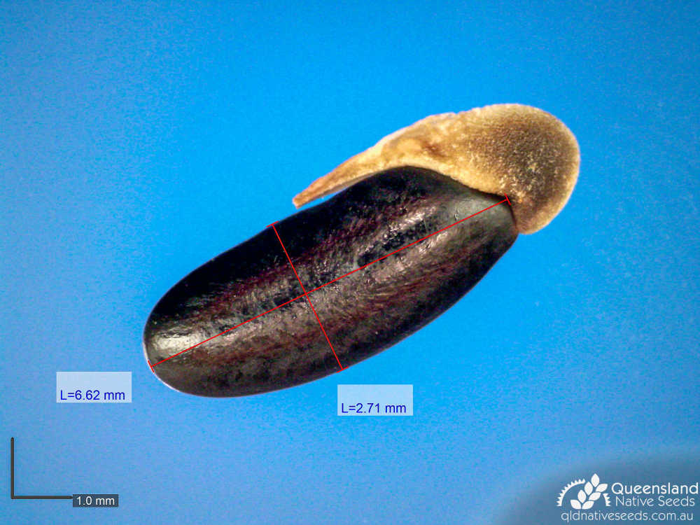 Acacia pustula | microscope | Queensland Native Seeds