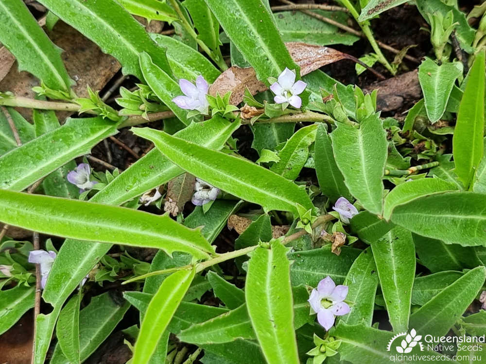 Eremophila debilis | leaves, inflorescence | Queensland Native Seeds