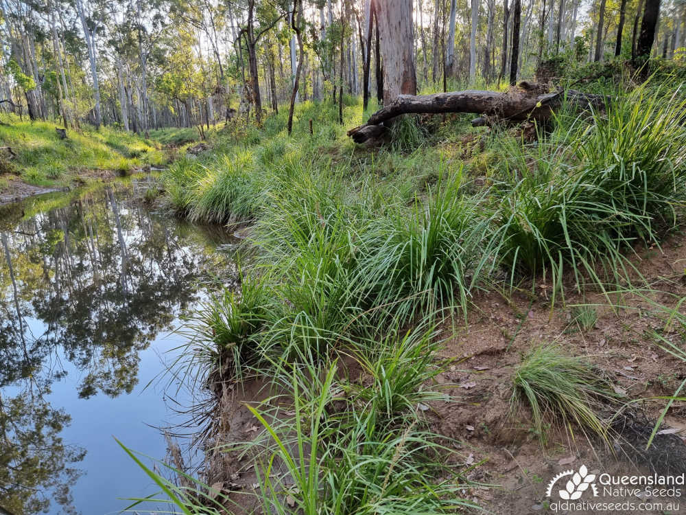 Lomandra longifolia | habit, habitat | Queensland Native Seeds