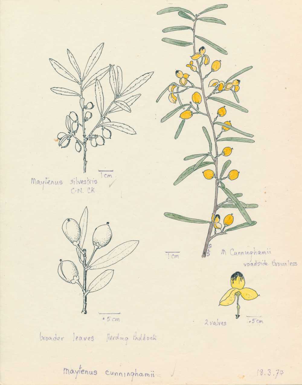 Denhamia cunninghamii | depiction by Sylvia Seiler, Killara, West Boondooma  | Queensland Native Seeds