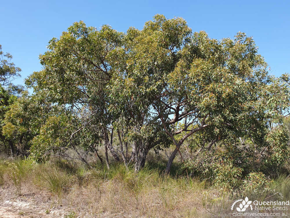 Eucalyptus latisinensis | habit | Queensland Native Seeds