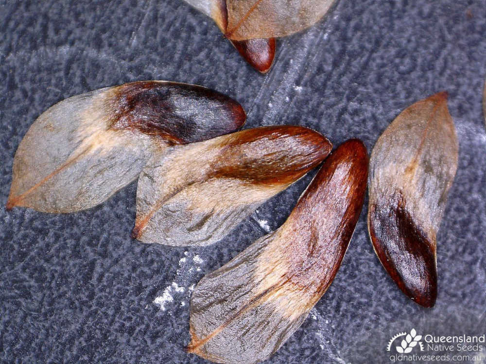 Allocasuarina littoralis | seed | Queensland Native Seeds