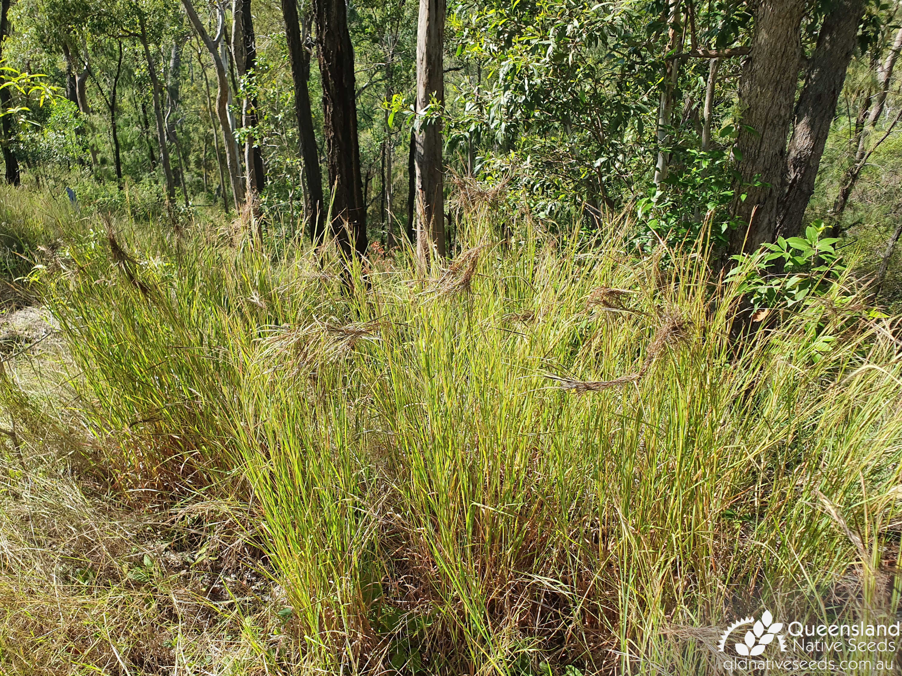 Heteropogon Contortus Black Spear Grass Plant Profiles Queensland Native Seeds 1045