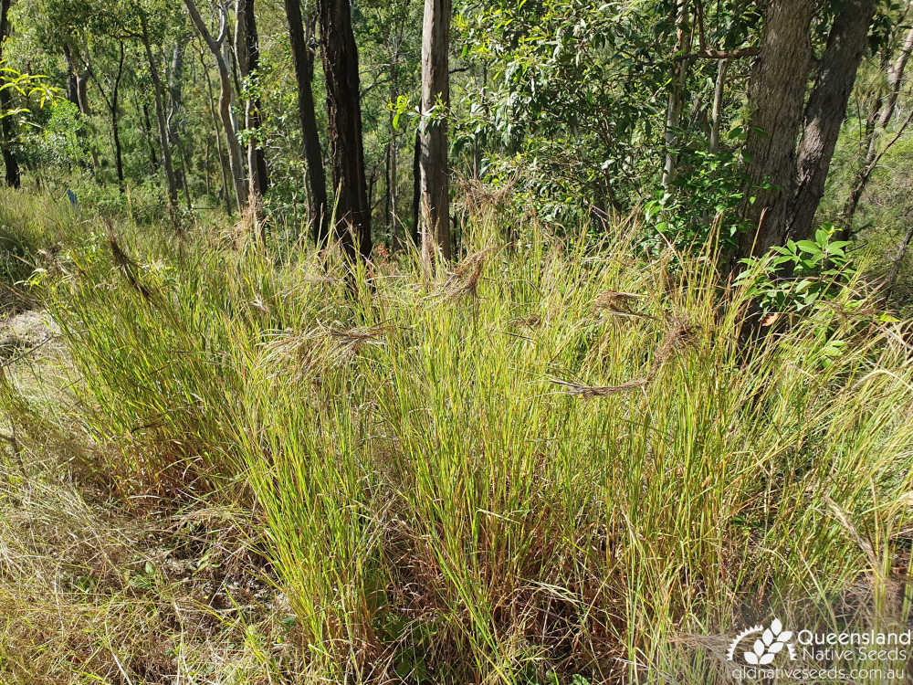 Heteropogon contortus | habit | Queensland Native Seeds