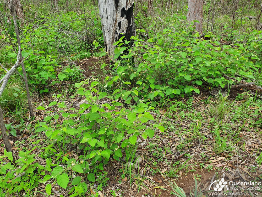 Grewia latifolia | habit | Queensland Native Seeds