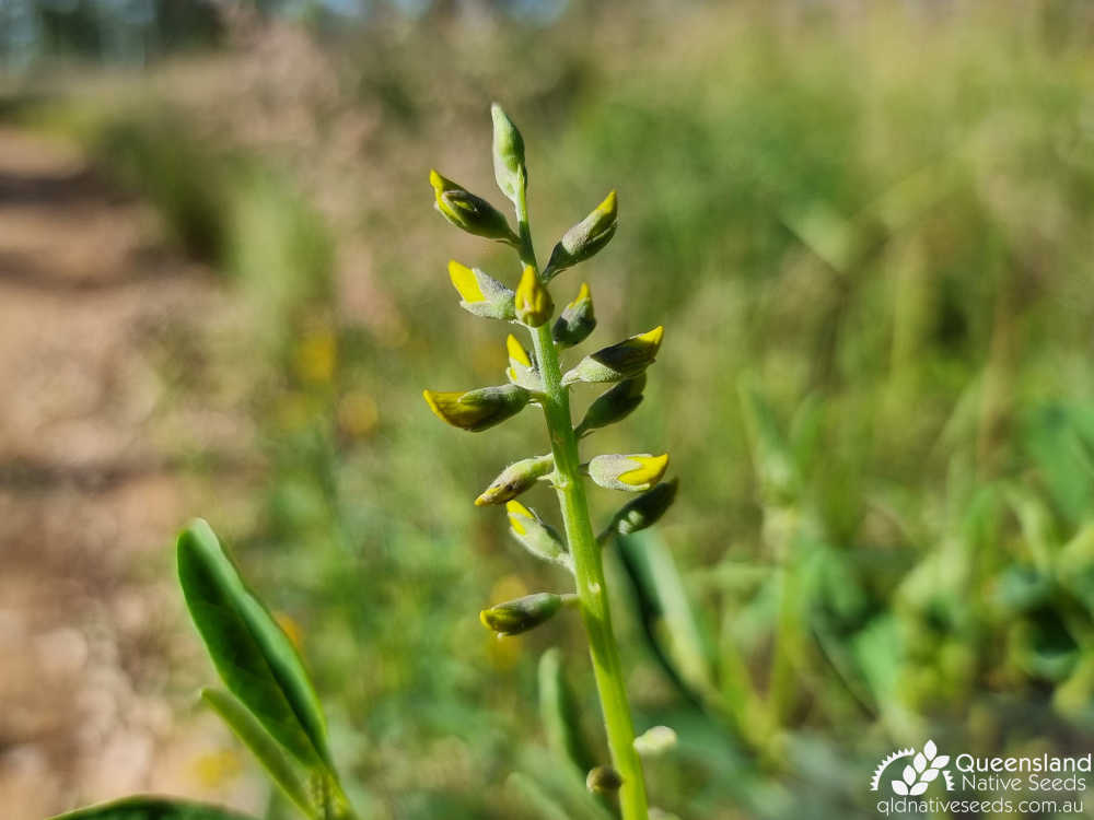 Crotalaria mitchellii subsp. laevis | inflorescence | Queensland Native Seeds