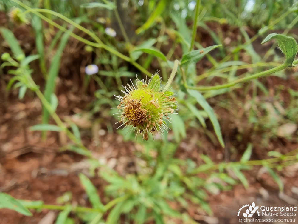 Calotis dentex | fruiting head | Queensland Native Seeds