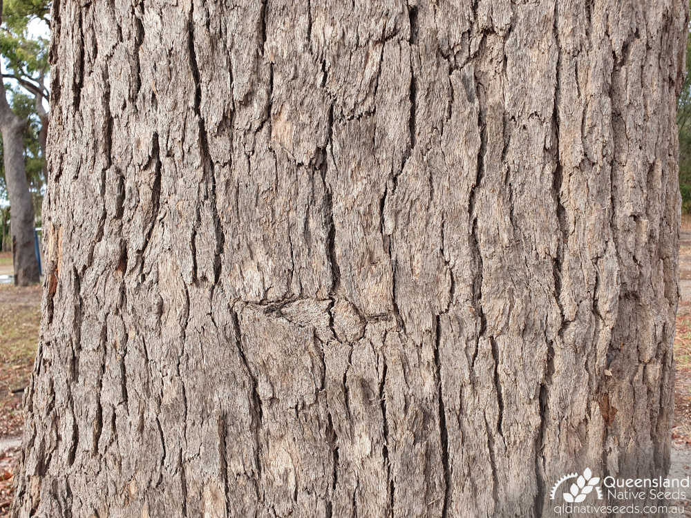 Corymbia intermedia | bark | Queensland Native Seeds