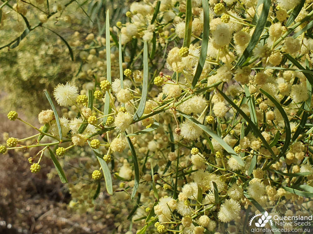 Acacia victoriae | inflorescence, phyllodes | Queensland Native Seeds
