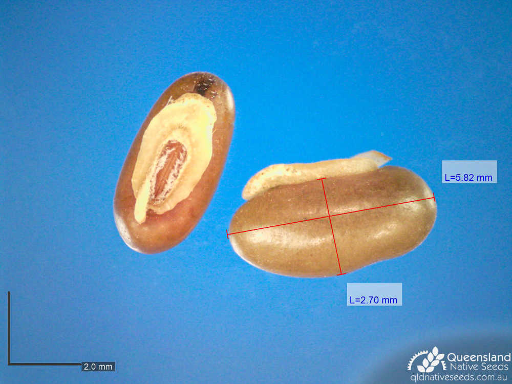 Kennedia rubicunda | microscope | Queensland Native Seeds