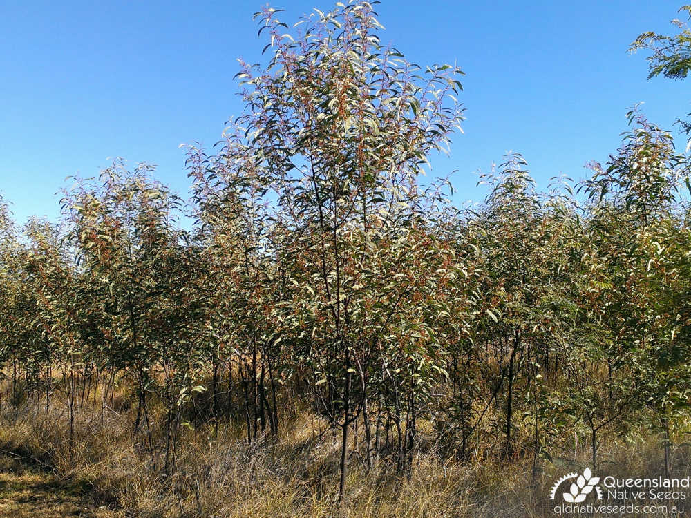 Acacia falcata | habit | Queensland Native Seeds