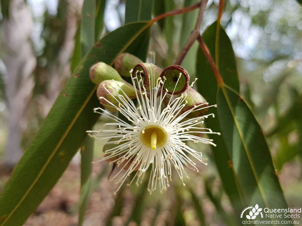 Corymbia citriodora subsp. citriodora | inflorescence | Queensland Native Seeds