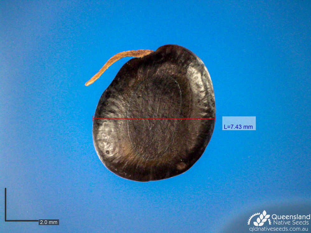 Acacia fasciculifera | microscope | Queensland Native Seeds