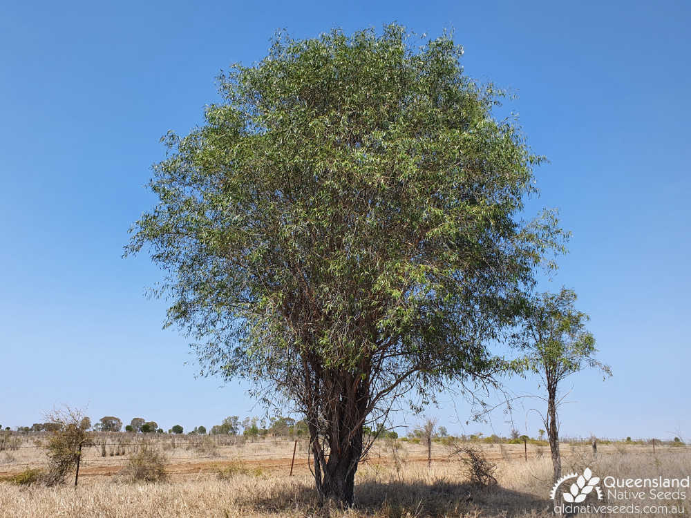 Ventilago viminalis | habit | Queensland Native Seeds