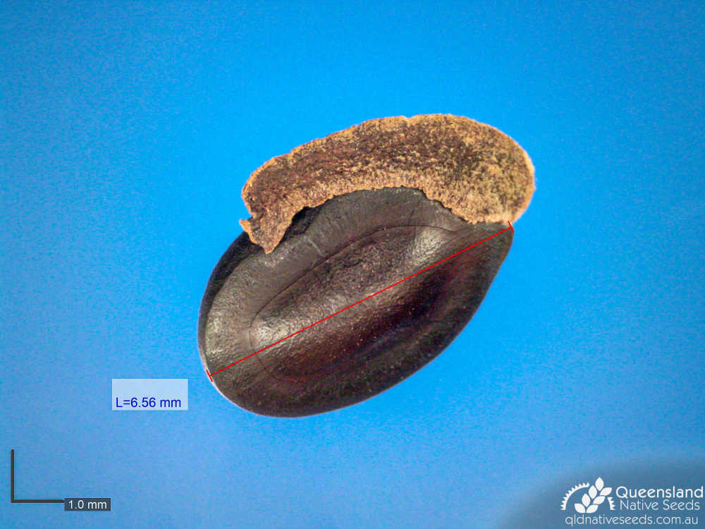 Acacia leichhardtii | microscope | Queensland Native Seeds