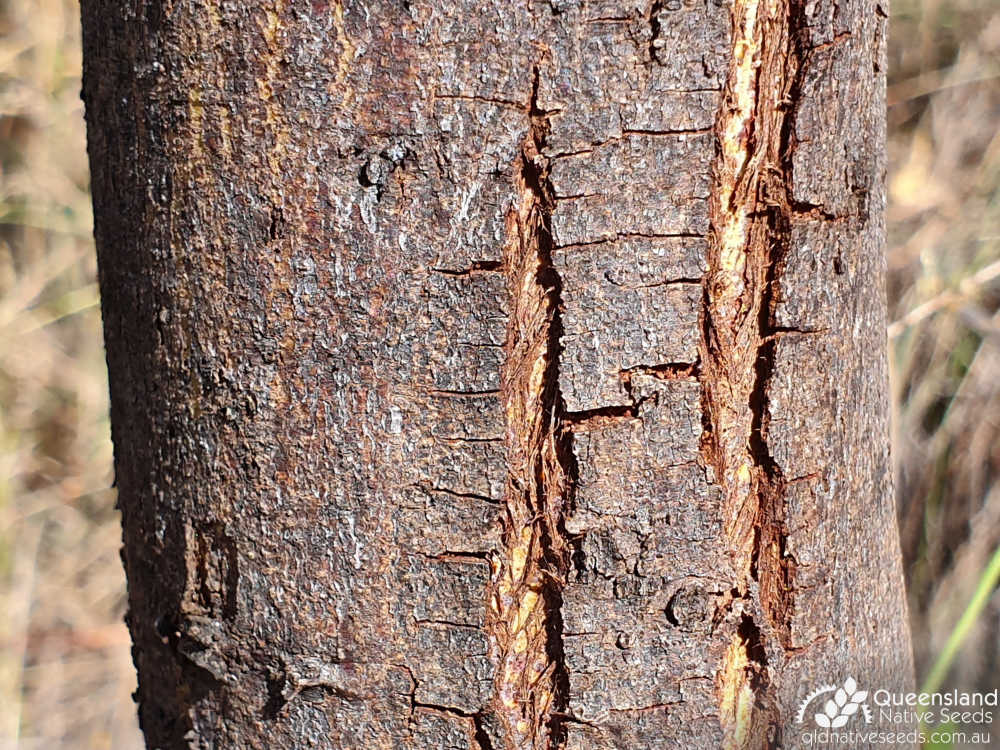 Acacia bancroftiorum | bark | Queensland Native Seeds