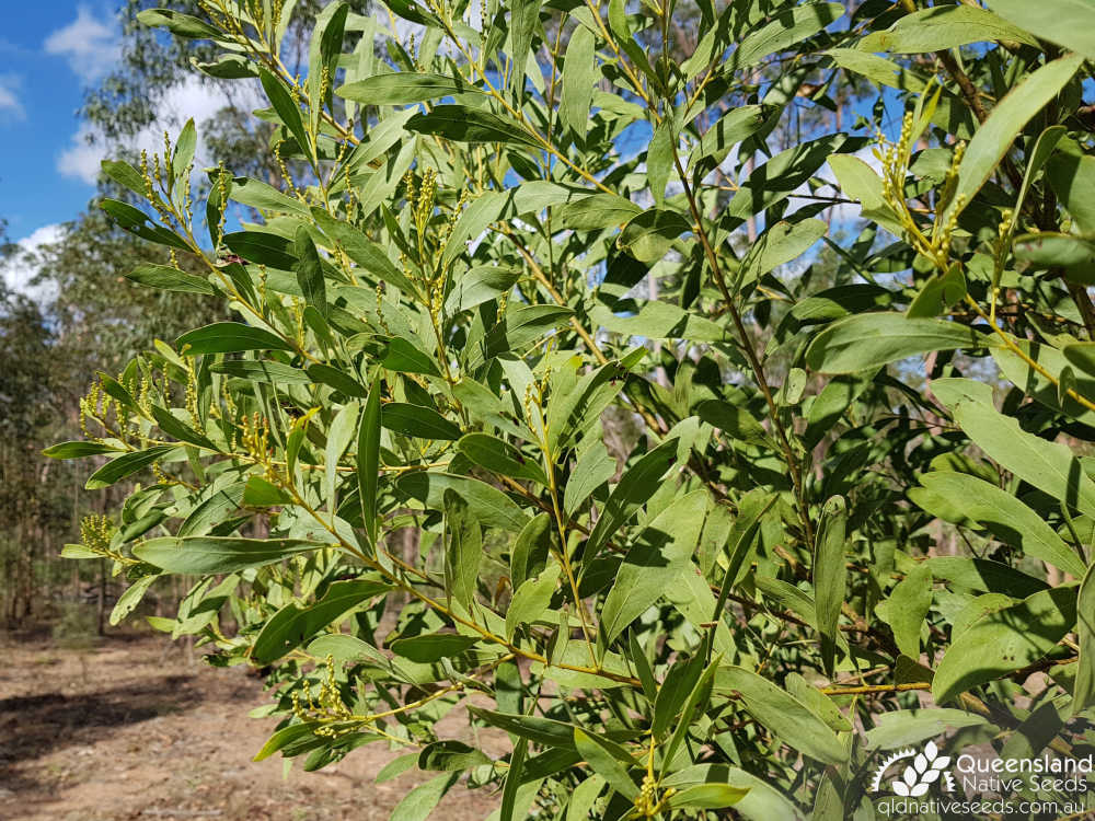 Acacia penninervis var. penninervis | habit | Queensland Native Seeds