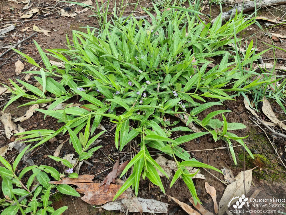 Eremophila debilis | habit | Queensland Native Seeds