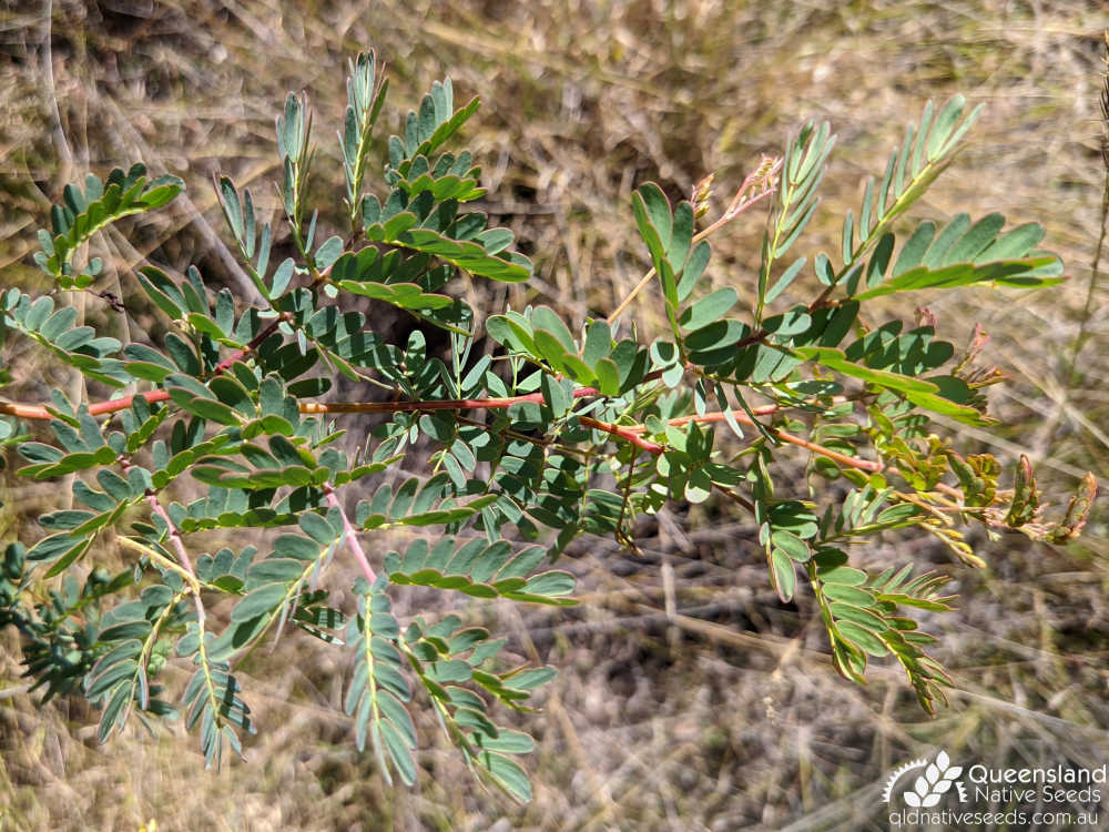 Acacia spectabilis | terminal growth | Queensland Native Seeds