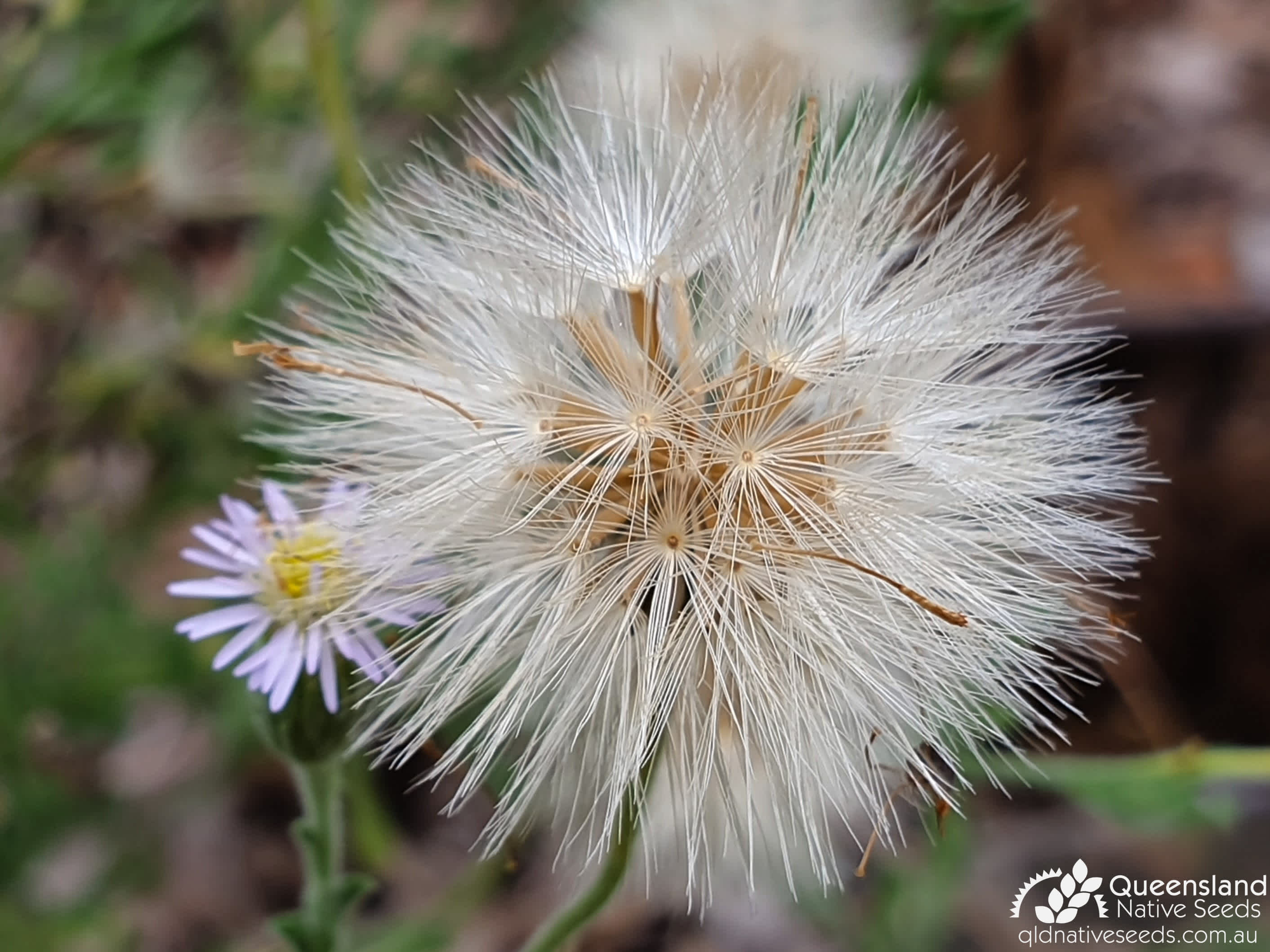 Vittadinia sulcata Plant Profiles Queensland Native Seeds