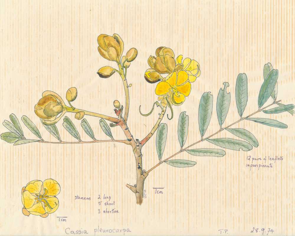 Senna pleurocarpa | depiction by Sylvia Seiler, Killara, West Boondooma, Qld | Queensland Native Seeds