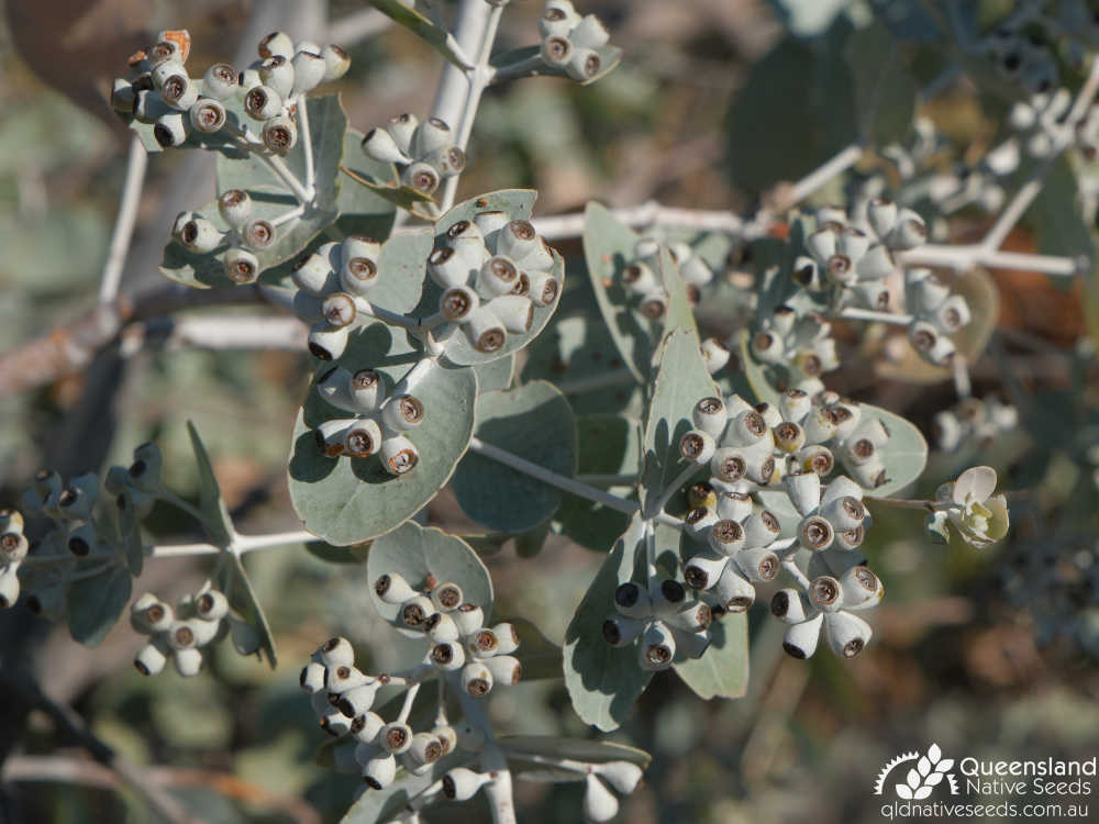 Eucalyptus pruinosa subsp. pruinosa | fruit | Queensland Native Seeds