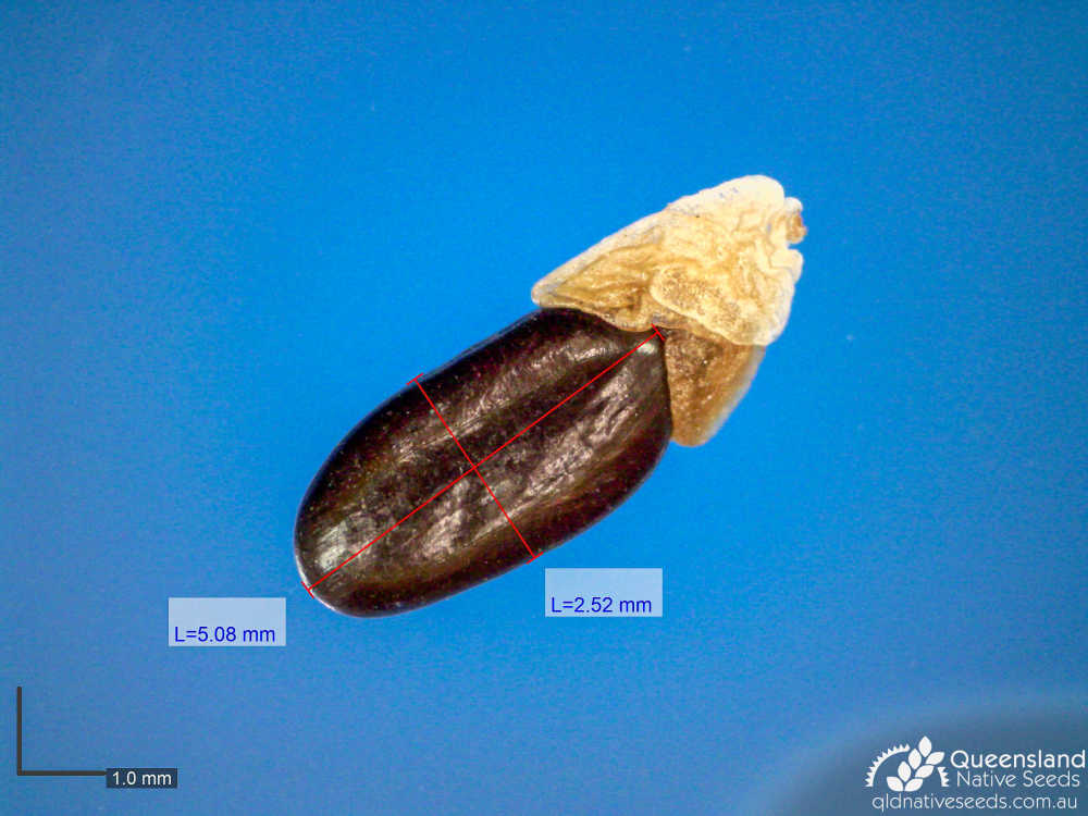 Acacia aulacocarpa | microscope | Queensland Native Seeds
