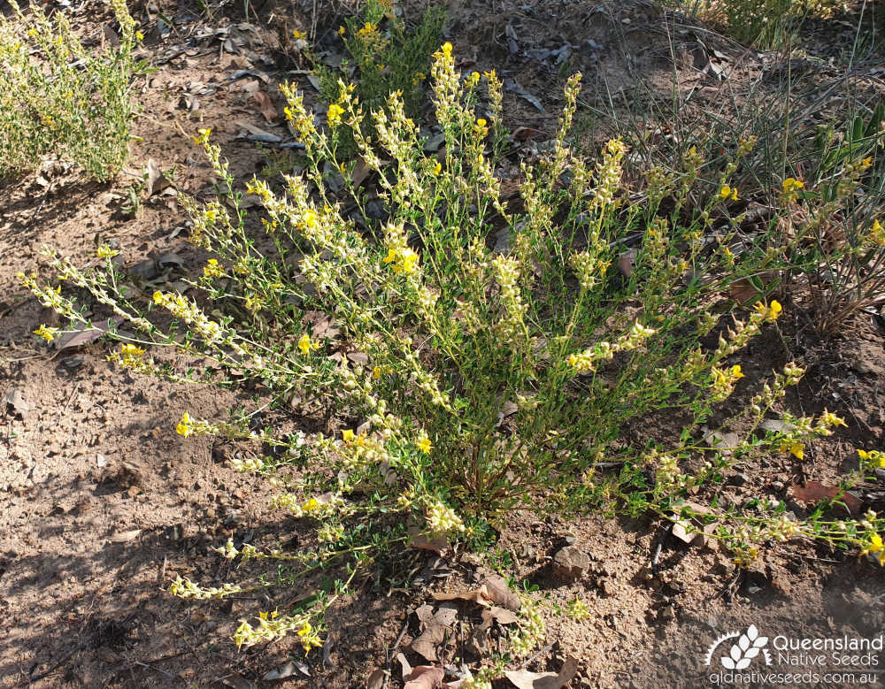 Crotalaria medicaginea var. medicaginea | habit, fruit | Queensland Native Seeds