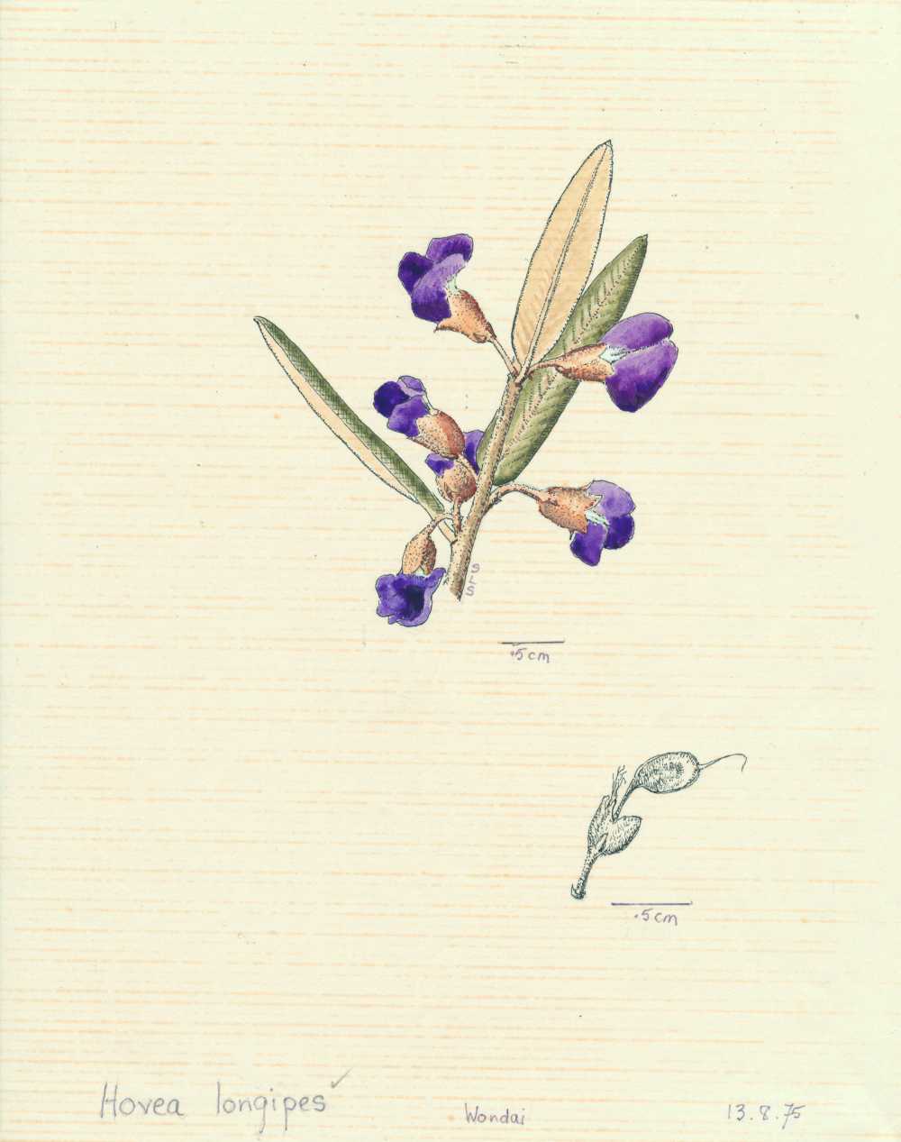 Hovea longipes | depiction by Sylvia Seiler, Killara, West Boondooma | Queensland Native Seeds