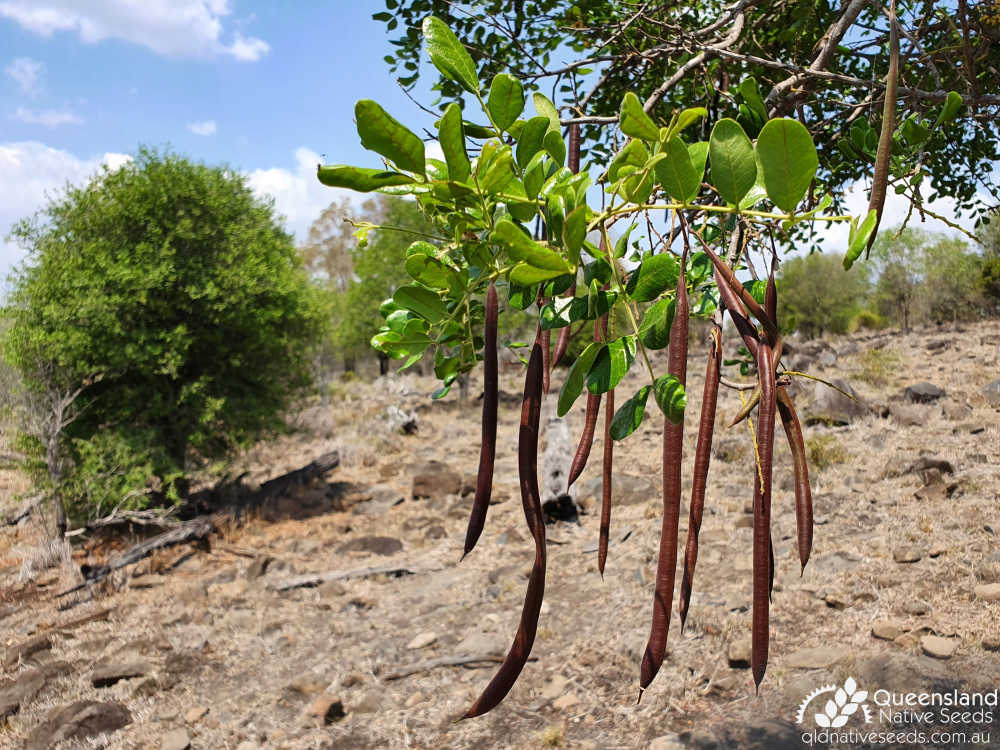Cassia tomentella | fruit | Queensland Native Seeds