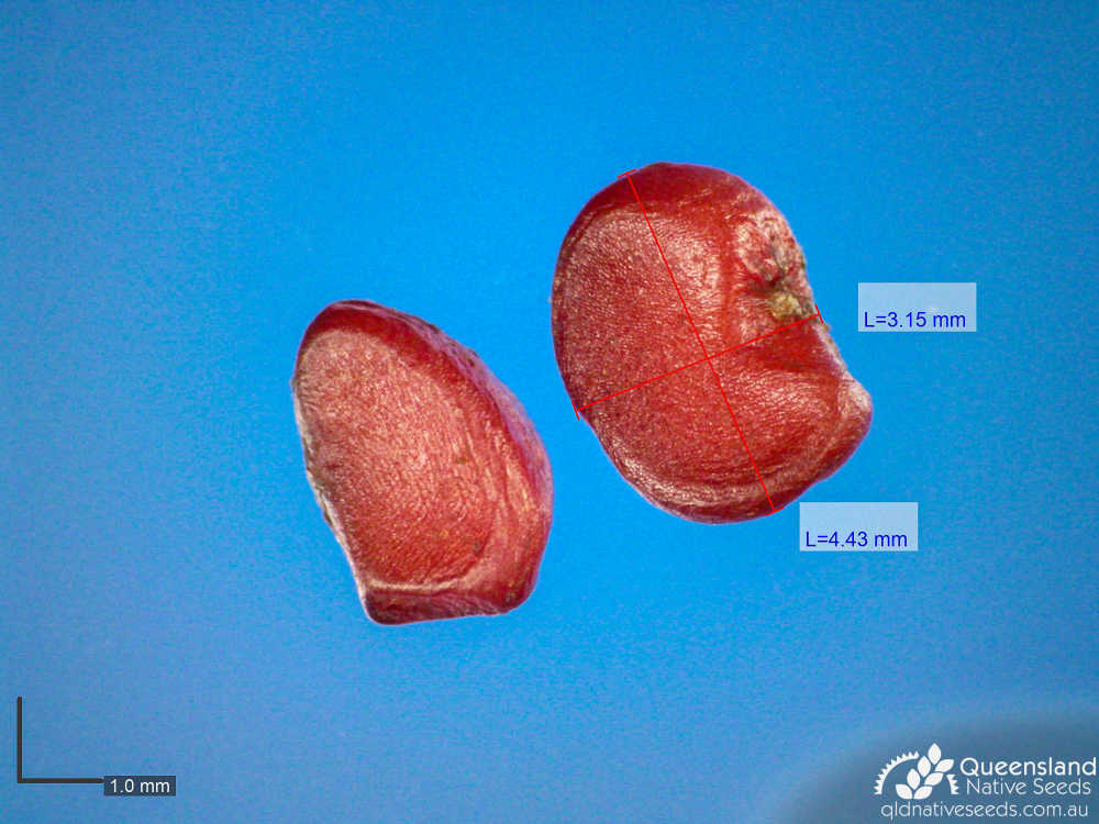 Pittosporum angustifolium | microscope | Queensland Native Seeds