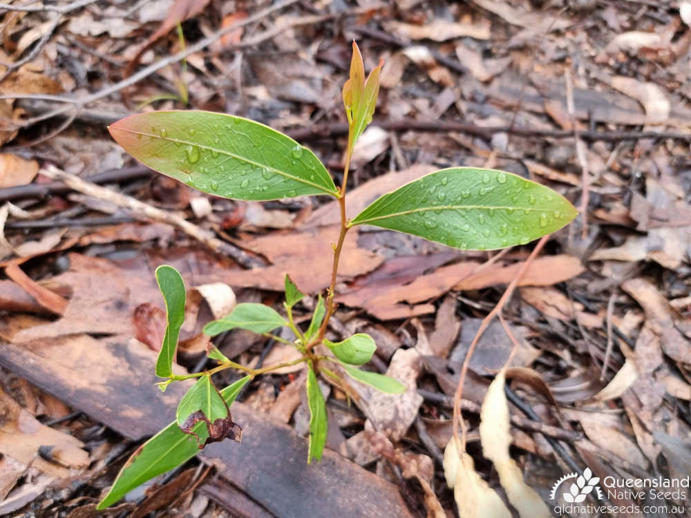 Acacia penninervis var. penninervis | juvenile plant | Queensland Native Seeds