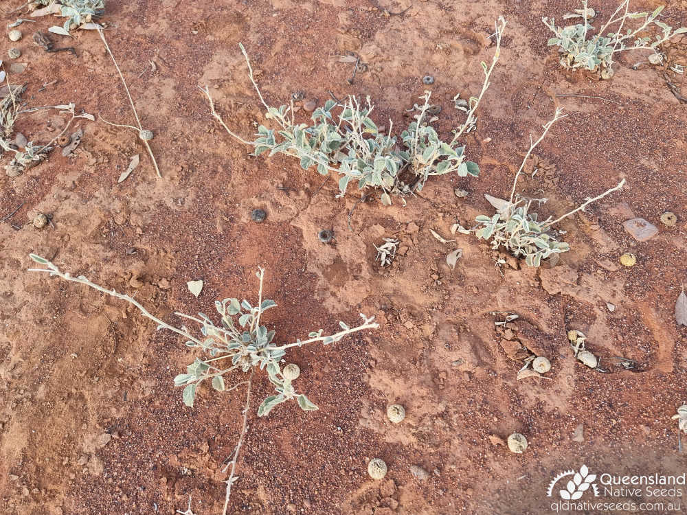 Sida platycalyx | habit, edaphic site example | Queensland Native Seeds