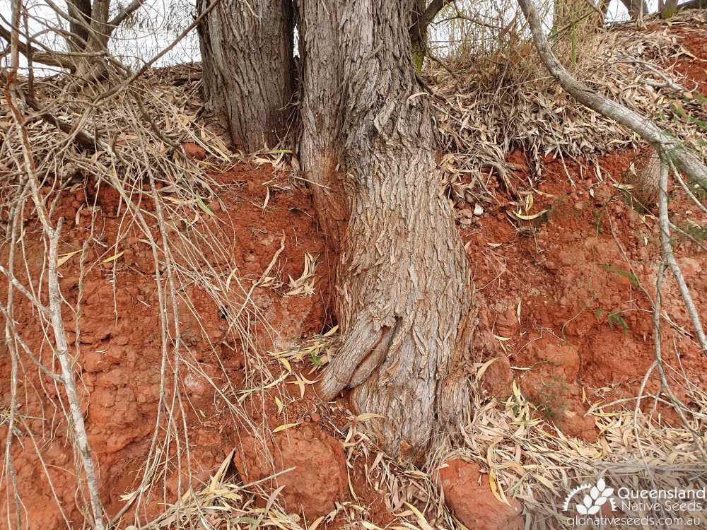 Acacia disparrima subsp. disparrima | Edaphic site examples (basaltic laterite Main Range Volcanics), bark | Queensland Native Seeds
