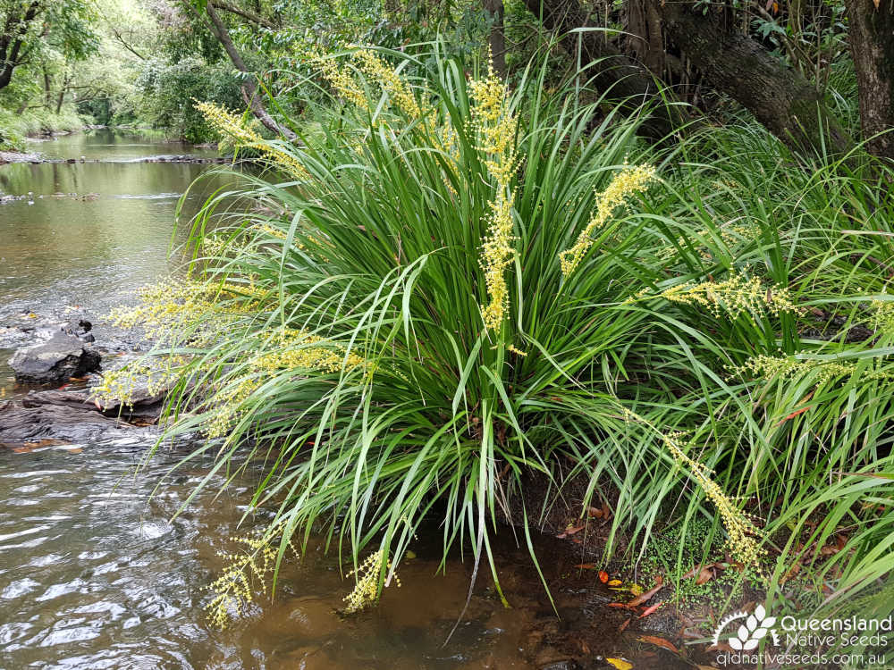 Lomandra hystrix | habit, habitat | Queensland Native Seeds