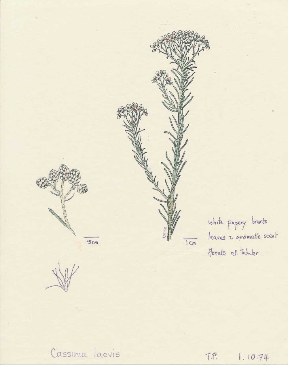 Cassinia laevis | depiction by Sylvia Seiler, Killara, West Boondooma | Queensland Native Seeds