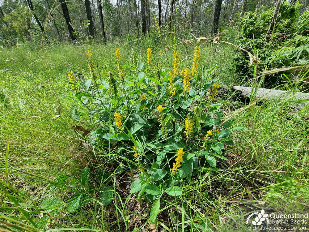 Crotalaria mitchellii subsp. mitchellii | habit, habitat | Queensland Native Seeds
