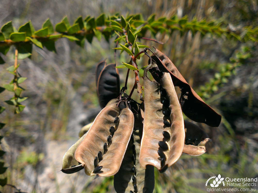Acacia hubbardiana | fruit, seed, phyllode | Queensland Native Seeds
