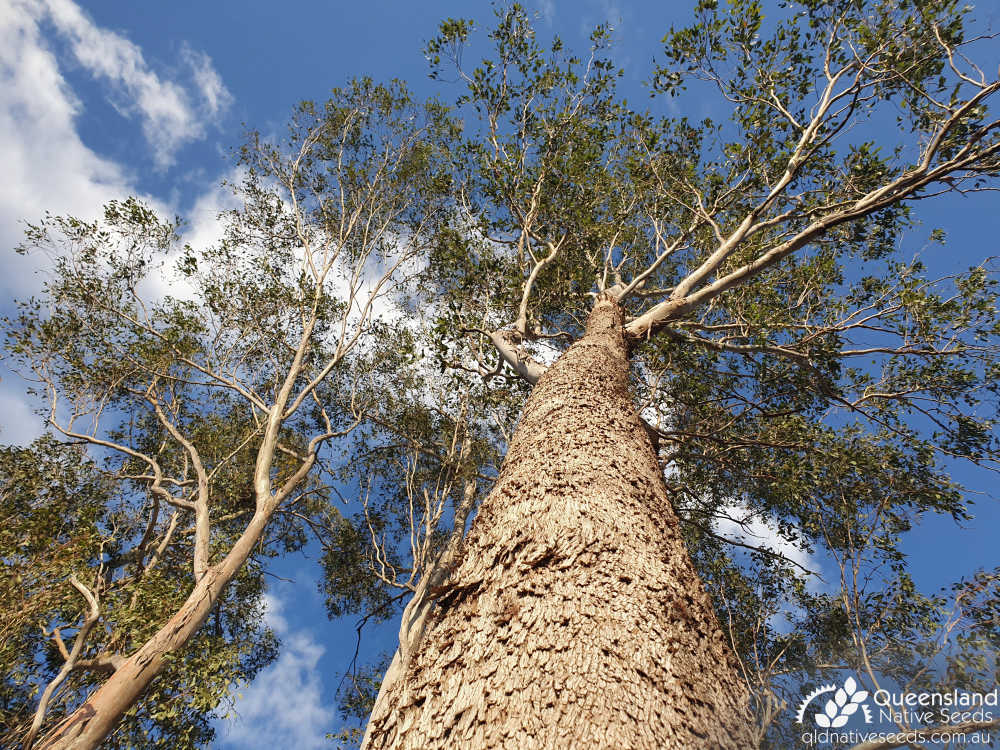 Eucalyptus moluccana | trunk, canopy | Queensland Native Seeds