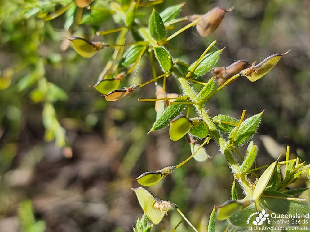 Daviesia filipes | leaves, fruit | Queensland Native Seeds