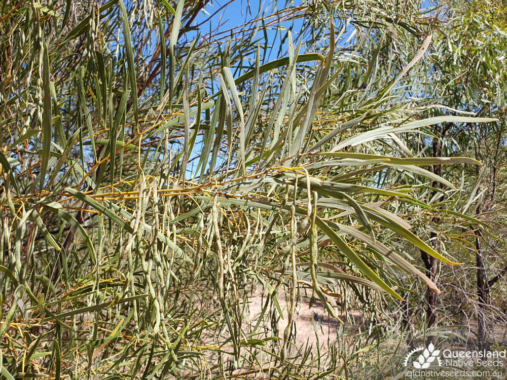 Acacia shirleyi | phyllode, pods | Queensland Native Seeds