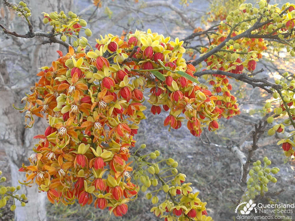Cassia brewsteri | inflorescence | Queensland Native Seeds
