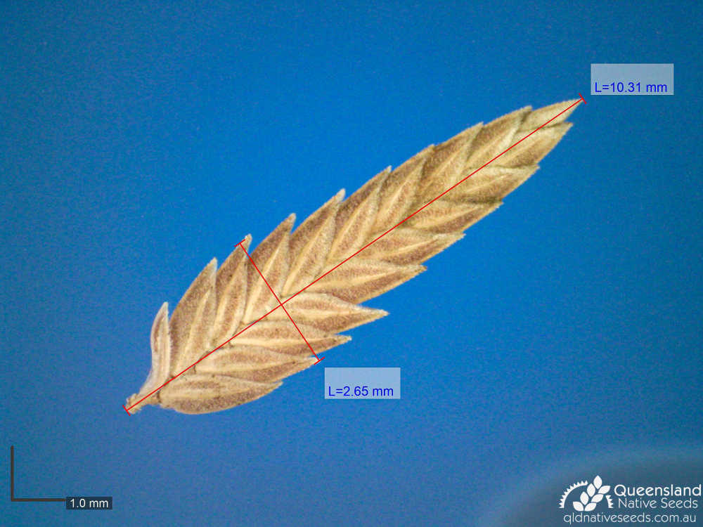 Eragrostis elongata | microscope | Queensland Native Seeds