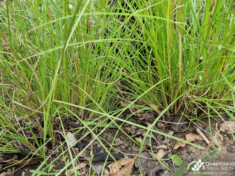 Sarga leiocladum | base | Queensland Native Seeds
