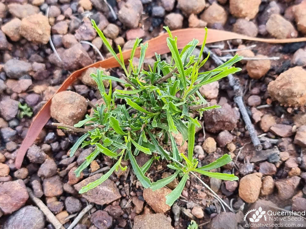 Dodonaea peduncularis | juvenile regrowth at ground | Queensland Native Seeds